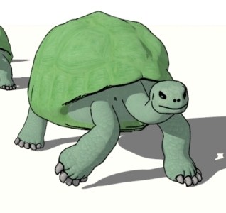 pose_tortoise_small_crop