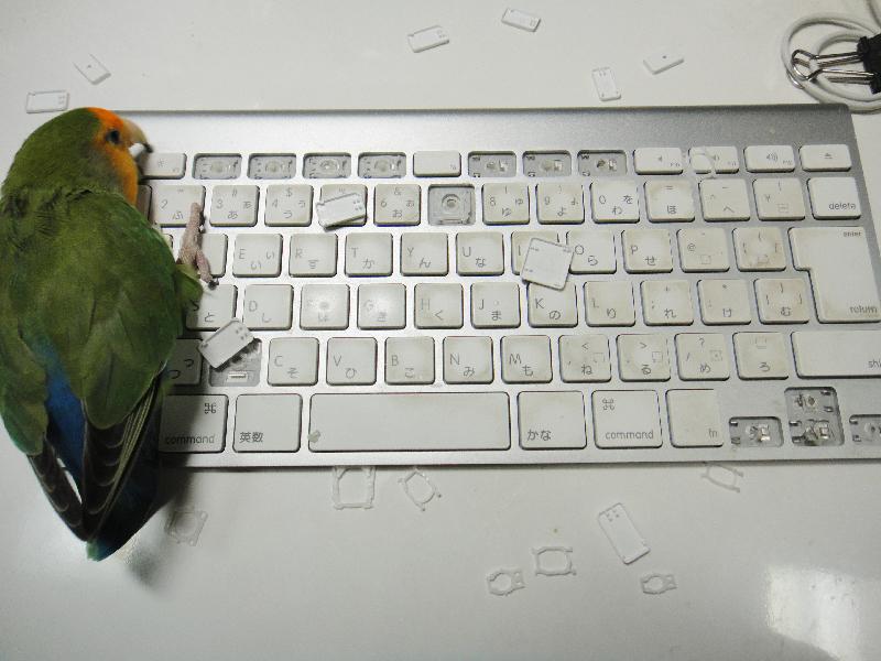 parrot picking keys off keyboard