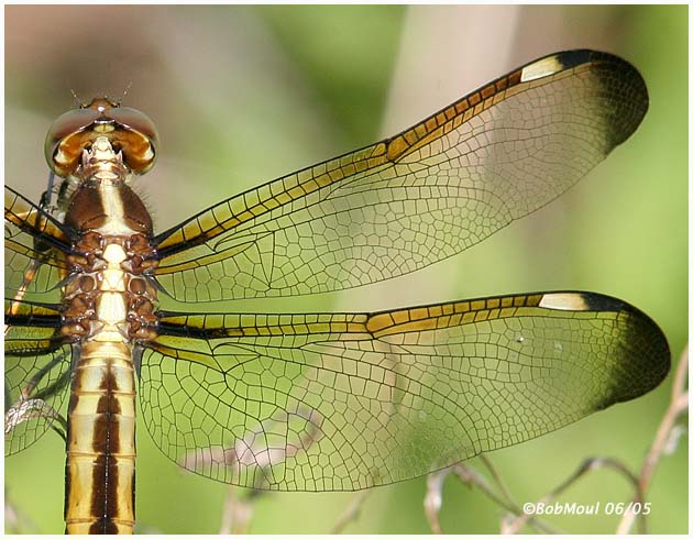 dragonfly wing pattern