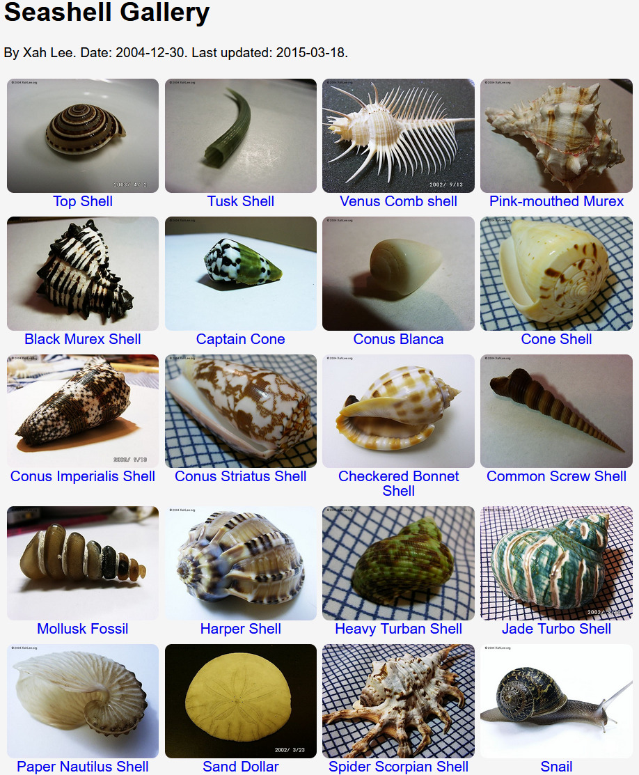 seashell gallery 2025-06-08 19068